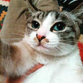 代理掲載・LaLaちゃん