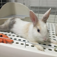 ミニウサギの男の子