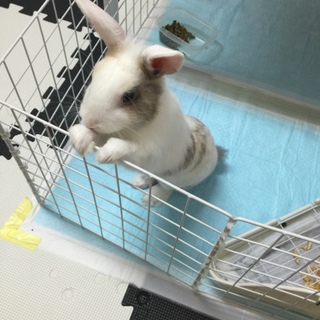 ミニウサギの男の子