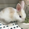 ミニウサギの男の子 サムネイル2