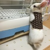 ミニウサギの男の子 サムネイル3
