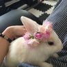 ミニウサギの男の子 サムネイル5