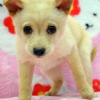 クリーム色のカワイイびびりな女の子♪