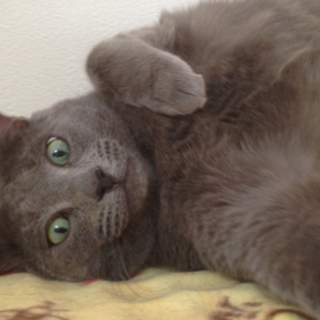多頭飼育放棄のロシアンブルー　大きな猫の好きな方に