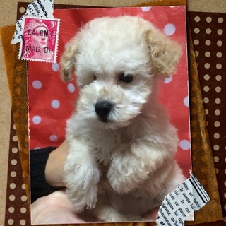 子犬トイプ・リズムちゃんはお利口な女の子