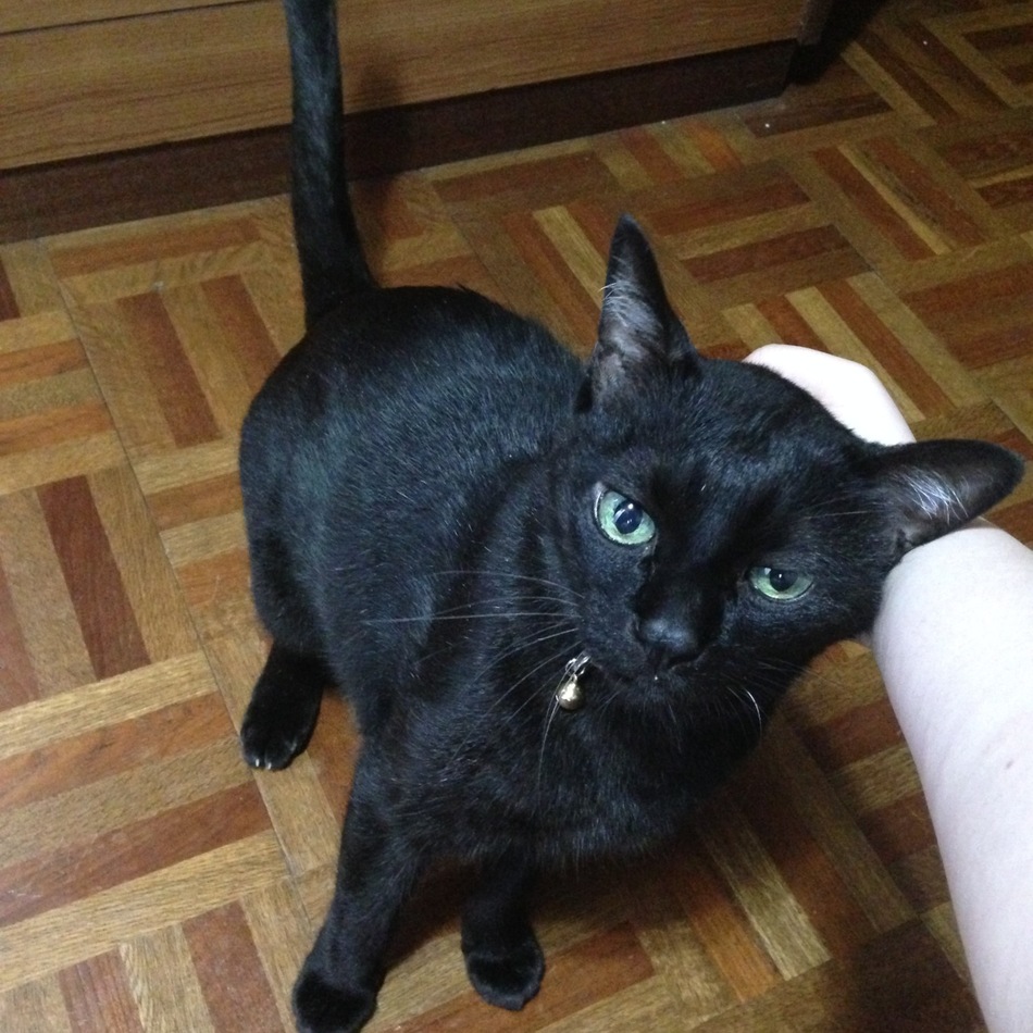 ラピスのカバー写真