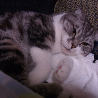 スコッティッシュホールド　オス！至急です！