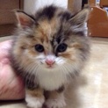 長毛ミケの子猫ちゃん