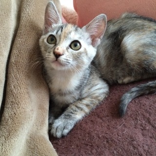 珍しい色の美猫♡　女の子