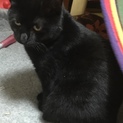 ふわふわの黒猫ちゃん