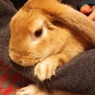 うさぎを保護しています！