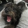 ノア