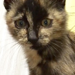 ★変わった柄の子猫ちゃん★