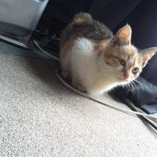 一旦募集中止。一時保護！！子猫の里親募集！