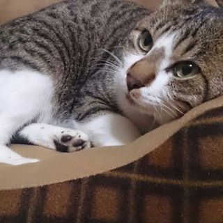 元気いっぱいキジトラ君！