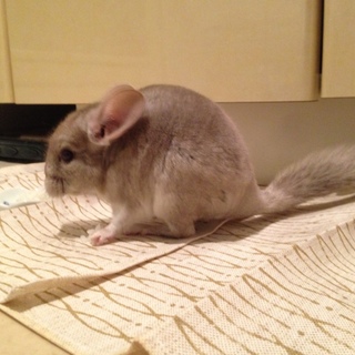 可愛いチンチラの里親募集