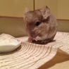 可愛いチンチラの里親募集 サムネイル3