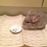 可愛いチンチラの里親募集 サムネイル2