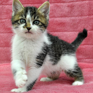 おくちパッカ～ンな子猫★どんぐり君