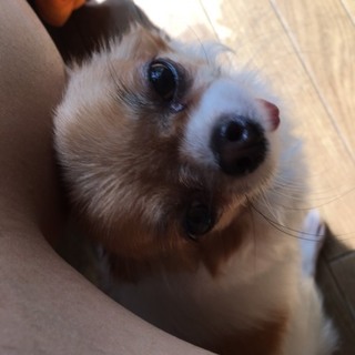 チワワイザベラクリーム女の子4歳極小サイズ