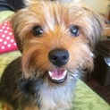 ヨーキー♂2歳半☆ おとなしい優しい子です