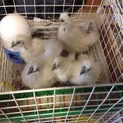里親さん決定しました。ありがとうございました。