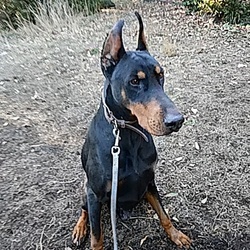 中型~大型犬譲渡会＠伊豆高原