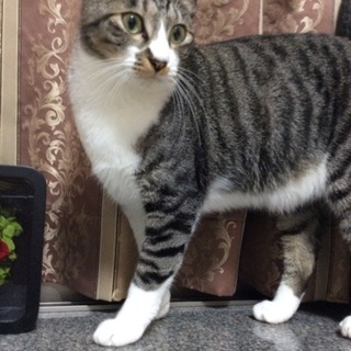 急募です！生涯可愛がって下さる方に！！