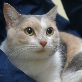 お問い合わせ多数にて一旦停止致します。