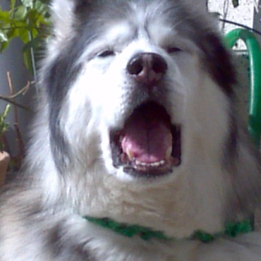 ハスキーに陽射しは大敵眩しいの