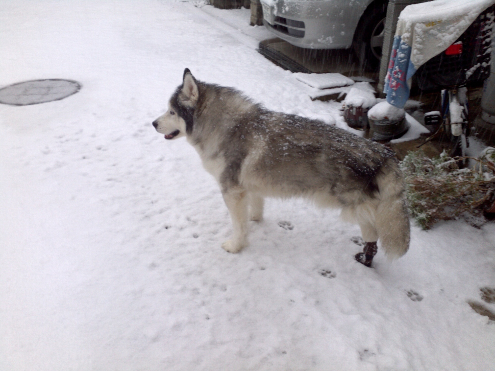犬 シベリアン ハスキー に該当するギャラリー 注目順 ペットのおうち 月間利用者150万人