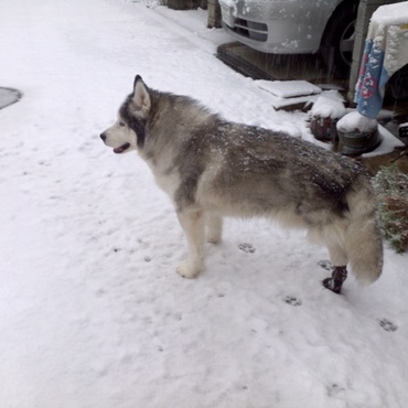 楽しい【雪】左脚無くても平気だよ