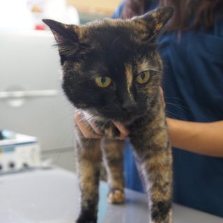 センター収容の甘えん坊のサビ猫ちゃん