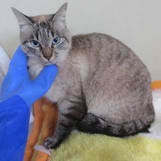 センター収容トラシャムの女の子