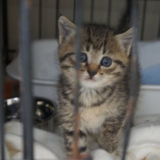 お問い合わせ多数にて一旦停止致します。