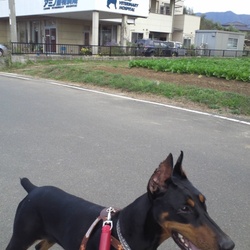 歩いて行ける動物病院