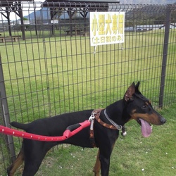 歩いて行けるドッグランとホテル