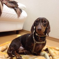 わたなべ　かえで