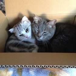 きゅうきゅうやん(^_^;)