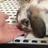里親決まりました！ サムネイル2