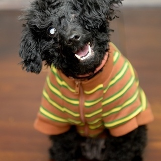 トイプードルのムーンちゃん　里親様募集！ 