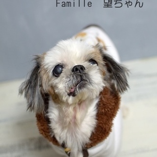 シーズーの望（のぞみ）ちゃん　里親様募集! 