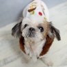 シーズーの望（のぞみ）ちゃん　里親様募集!  サムネイル2
