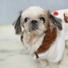 シーズーの望（のぞみ）ちゃん　里親様募集!  サムネイル4