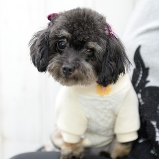 チワプーのウィンクちゃん　里親様募集！ 