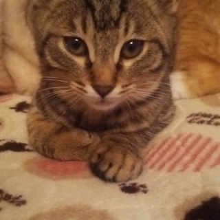 里親さん募集！雄猫