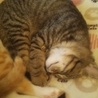 里親さん募集！雄猫 サムネイル2