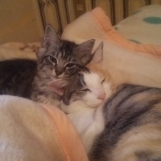 里親さん募集！雌猫ちゃん