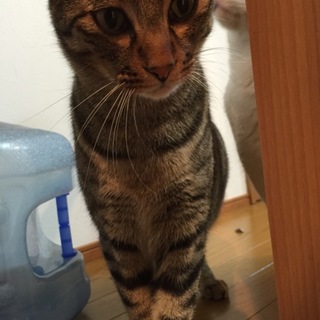 急募です！！生涯可愛がって下さる方に‼︎