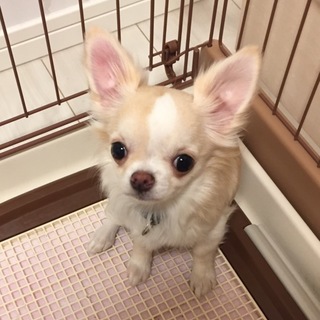 元気いっぱいの女の子！